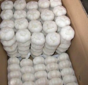 garlic wholesale price china