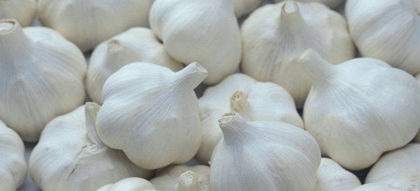 China Garlic Wholesale Price 2023